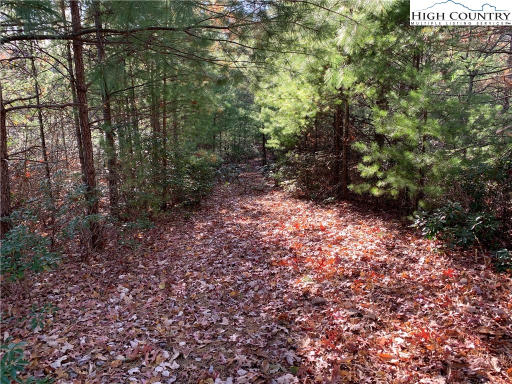 1 Dugger Firetower Road Lenoir, NC 28645 - Photo 4 of 10 a view of a forest with trees