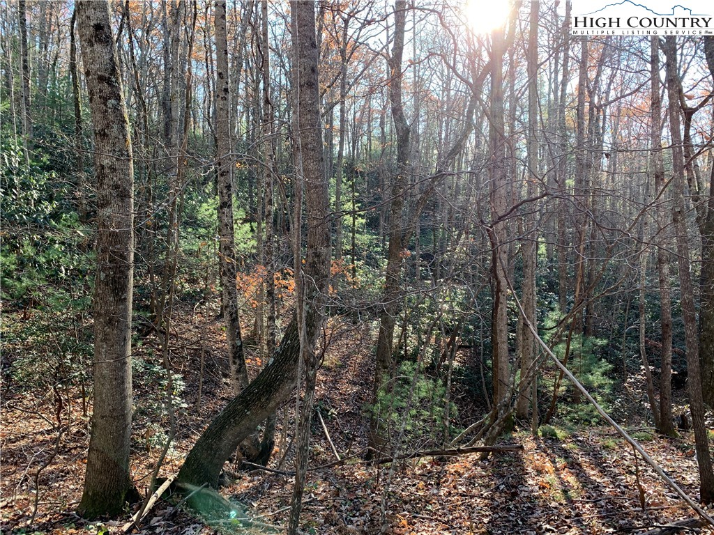 1 Dugger Firetower Road Lenoir, NC 28645 - Photo 6 of 10 a view of a forest that has large trees