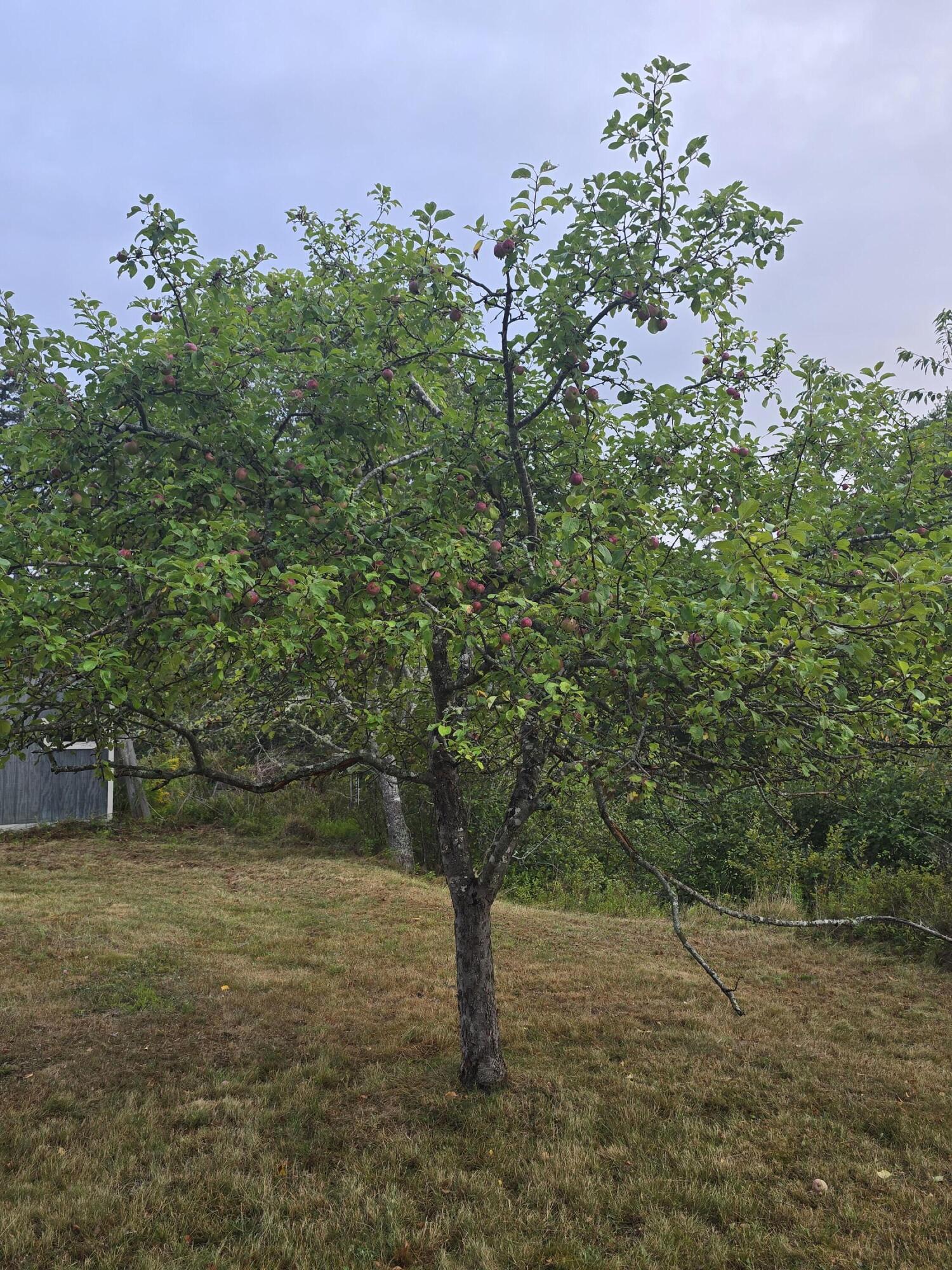 563 Newbury Neck Road Surry, ME 04684 - Photo 57 of 71 Apple Tree
