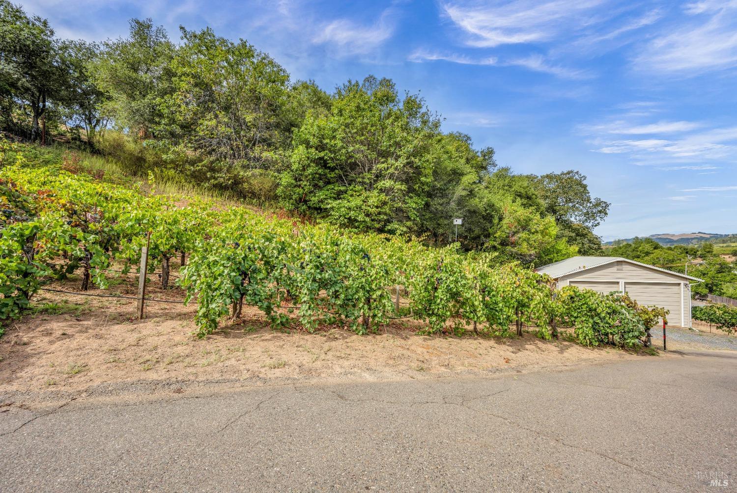 1389 Canyon Road Geyserville, CA 95441 - Photo 44 of 59 a view of a yard with plants and trees
