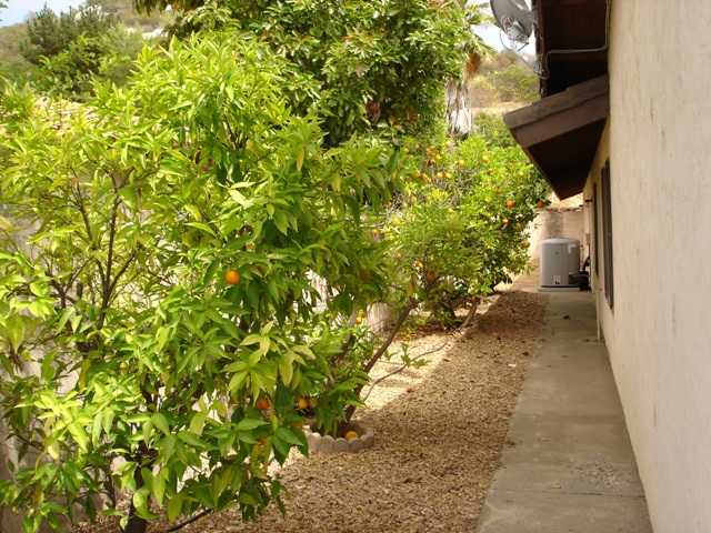 31133 Old River Road Bonsall, CA 92003 - Photo 5 of 18 Family Fruit Trees