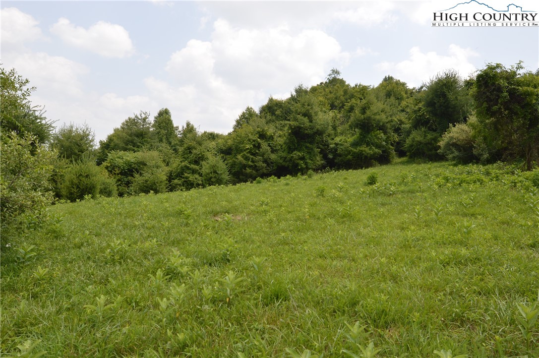 Ridgeglen Road Sparta, NC 28675 - Photo 12 of 34 a view of a big yard with plants and a large tree
