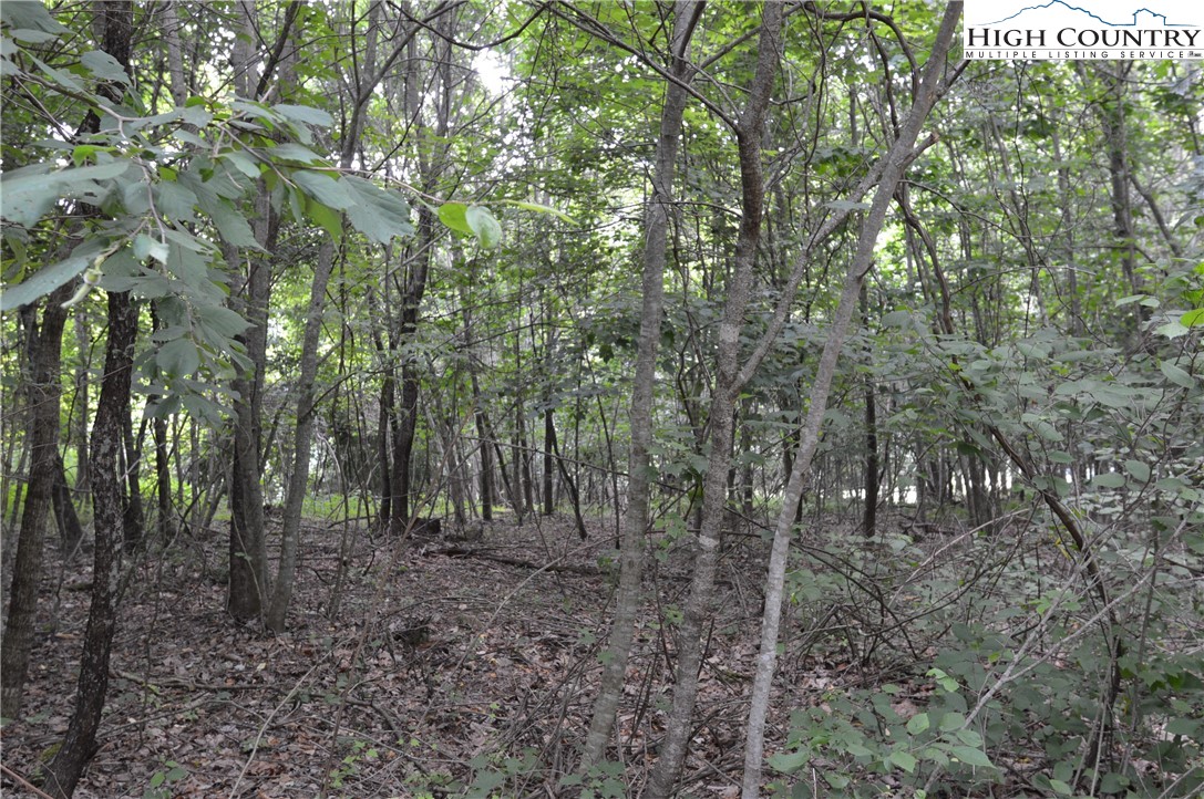Ridgeglen Road Sparta, NC 28675 - Photo 21 of 34 a view of a forest that has large trees