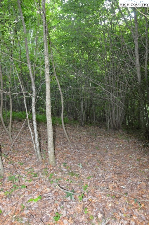Ridgeglen Road Sparta, NC 28675 - Photo 23 of 34 a view of a forest with lots of trees
