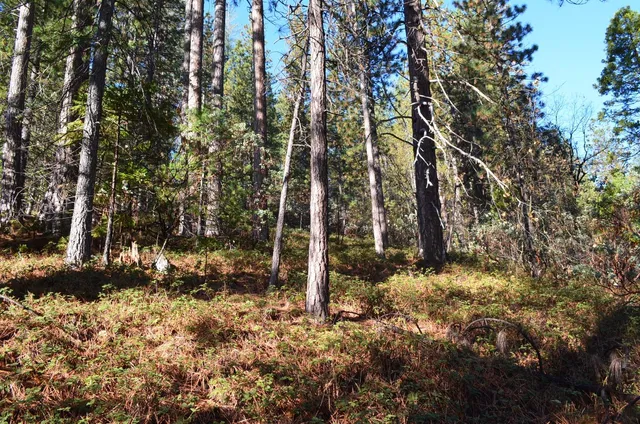 $49,900 | 1703 War Hawk Way, Arnold, CA 95223