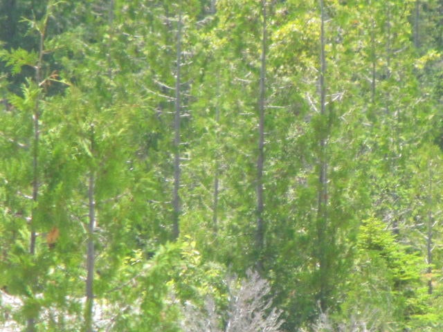 South Albany Point Road Presque Isle, MI 49777 - Photo 5 of 7 Gallery Image 5