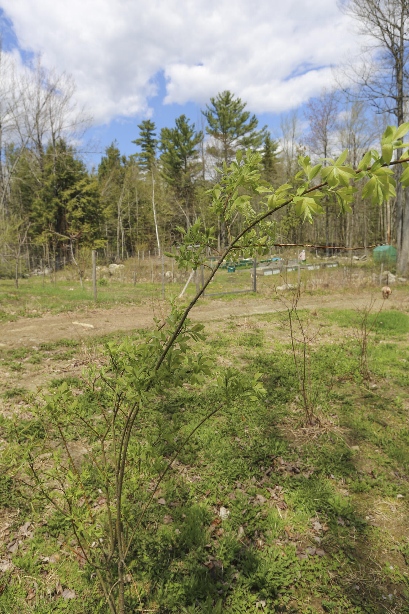 47 Bonne Terre Road Belfast, ME 04915 - Photo 41 of 53 47Bonneterre-41