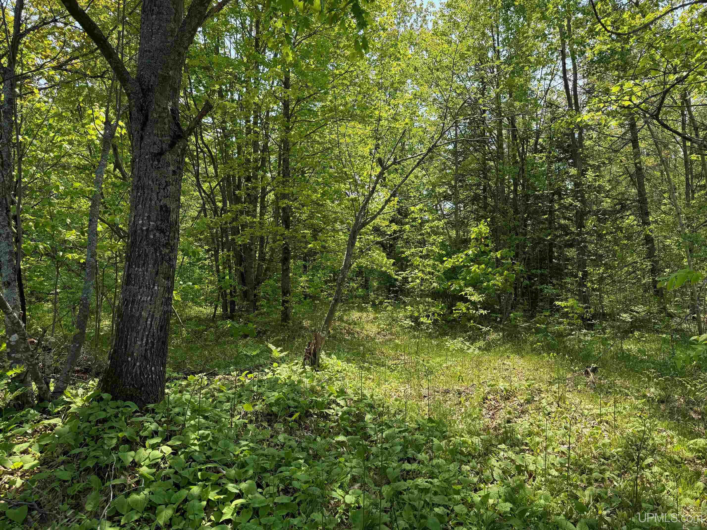 Tbdc Old Rink Road Toivola, MI 49965 - Photo 8 of 18 Gallery Image 8