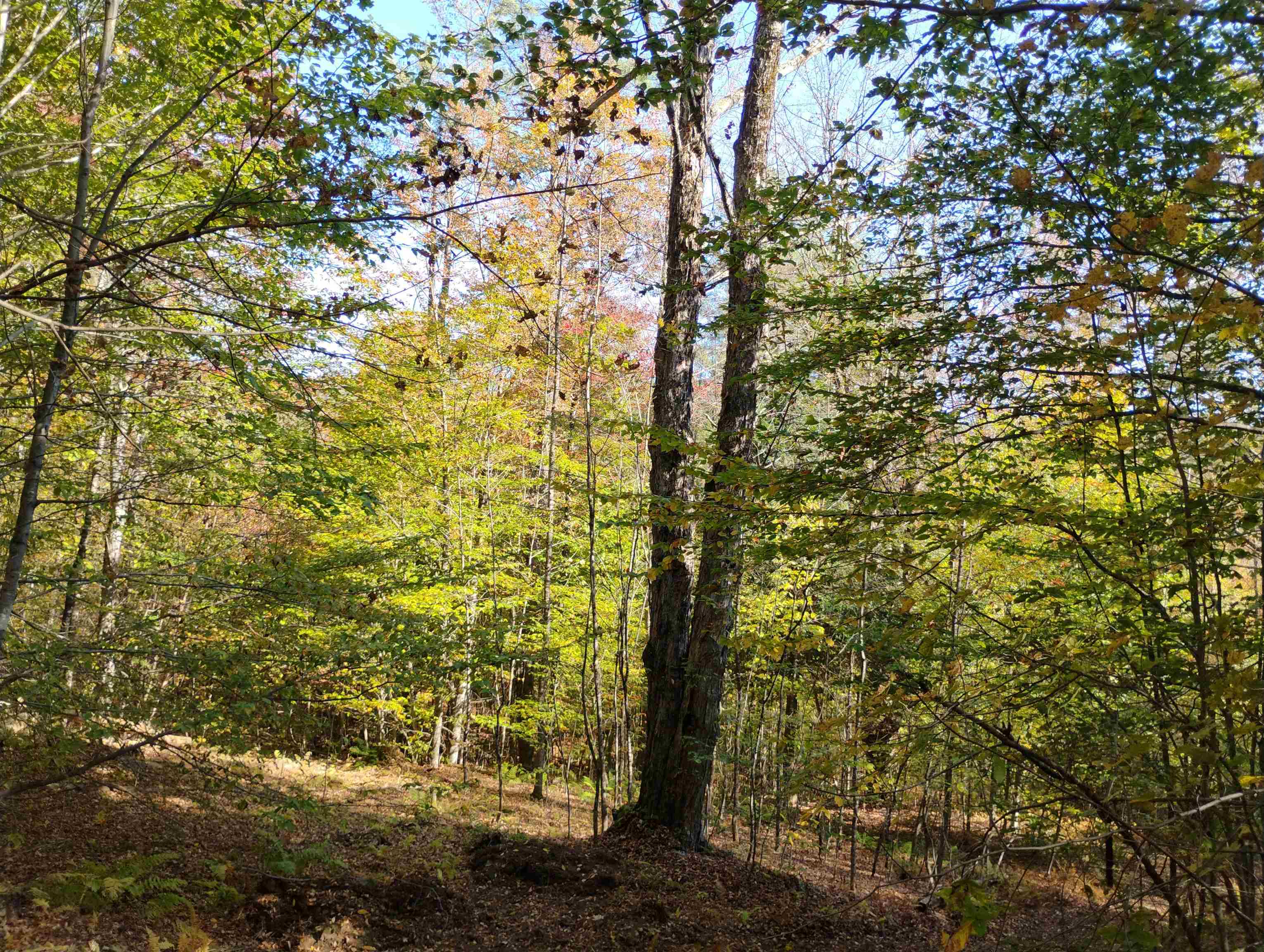 1506 Windham Hill Road Townshend, VT 05359 - Photo 9 of 23