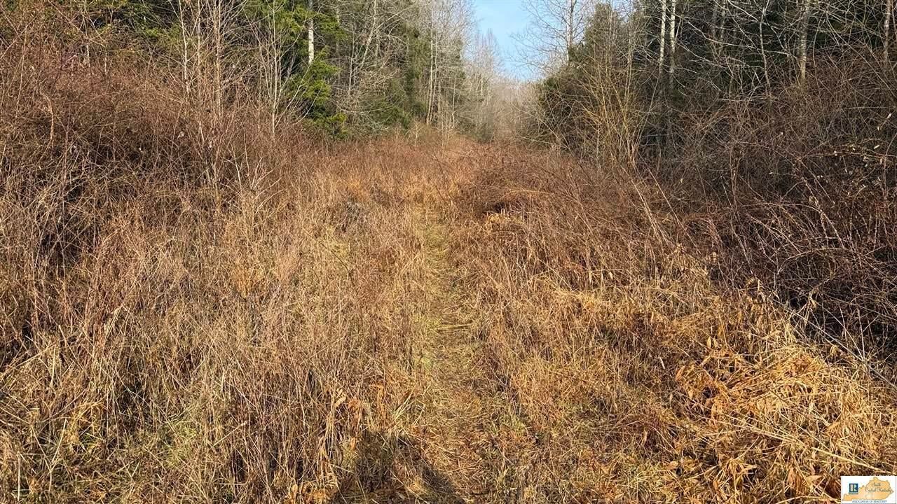 0 Cedar Flat Curtis Road Edmonton, KY 42129 - Photo 24 of 77 Gallery Image 24
