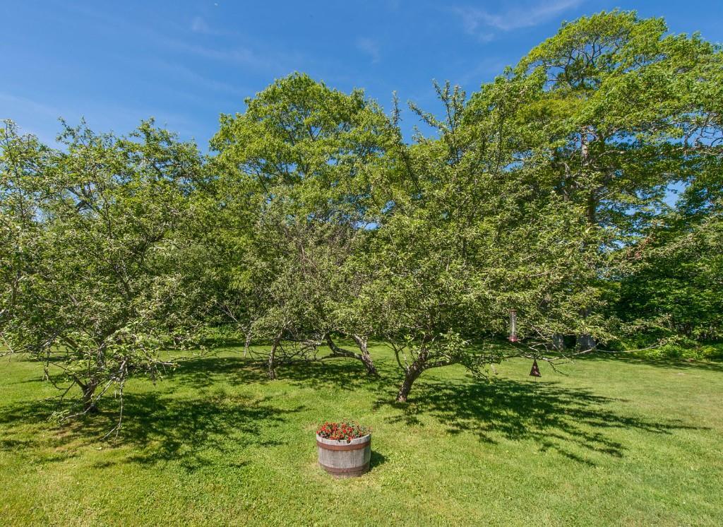 581 Ocean Point Road Boothbay, ME 04544 - Photo 6 of 25 Several apple trees in side yard