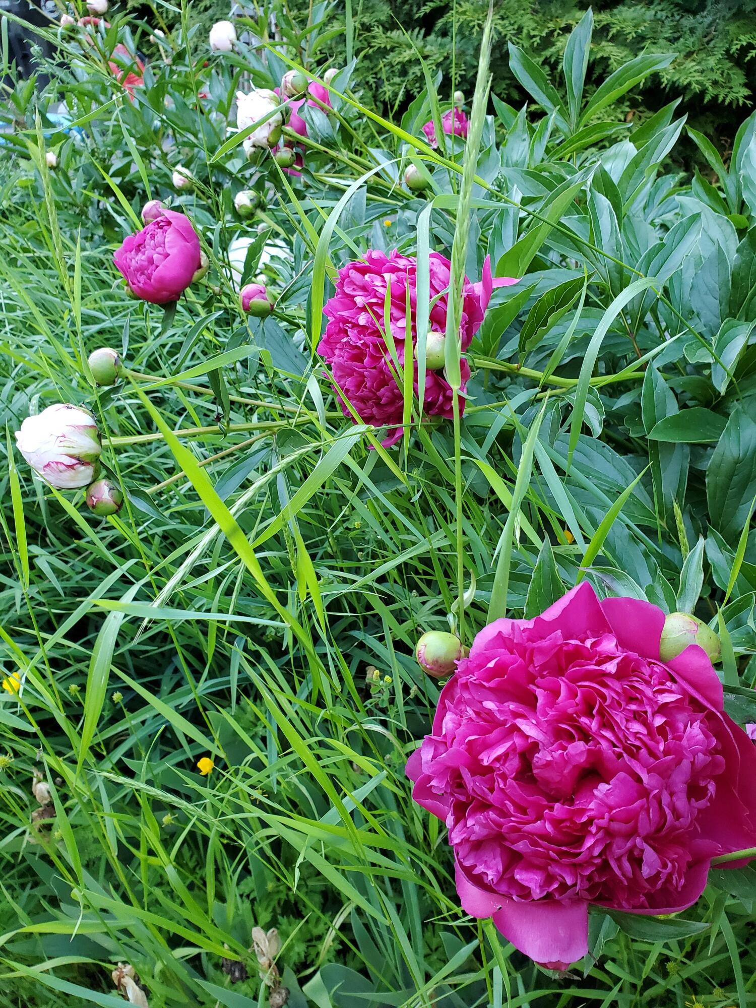 88 Old Port Road Kennebunk, ME 04043 - Photo 55 of 59 Gardens