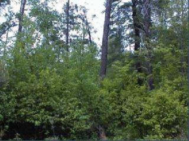Lot 20 Wind Song Road Tomahawk, WI 54487 - Photo 1 of 1 Gallery Image 1