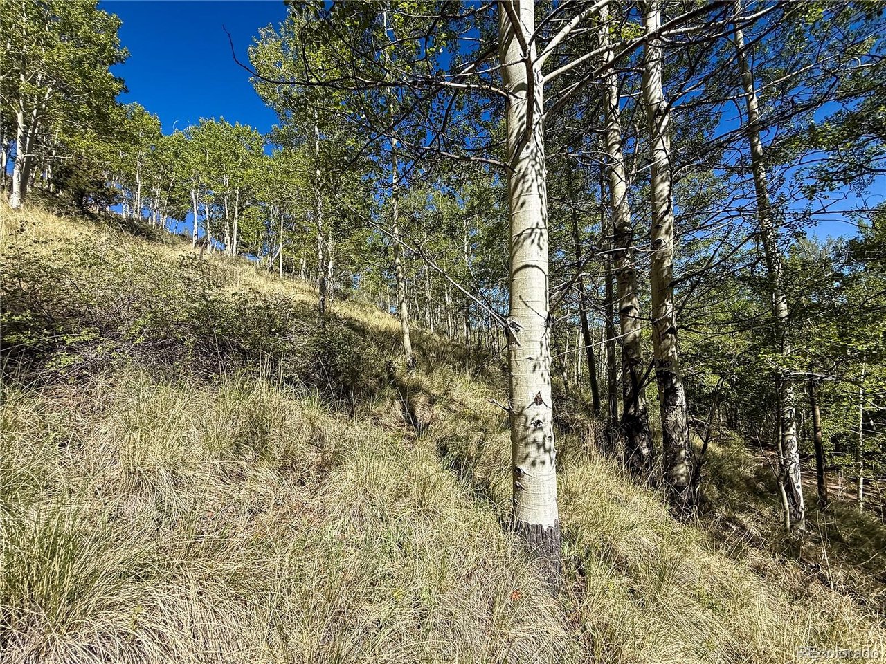 6829 Ryland Road San Luis, CO 81152 - Photo 26 of 28 a view of a yard with plants and trees