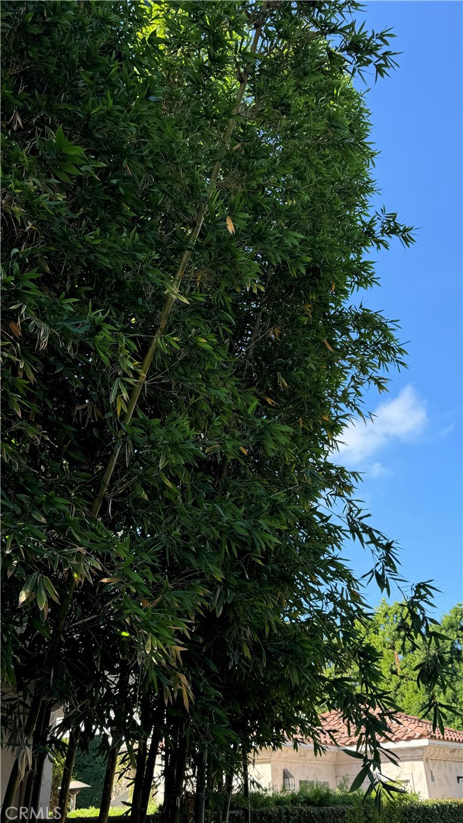 2117 Colby Avenue West Los Angeles, CA 90025 - Photo 36 of 43 a view of a plant in a garden