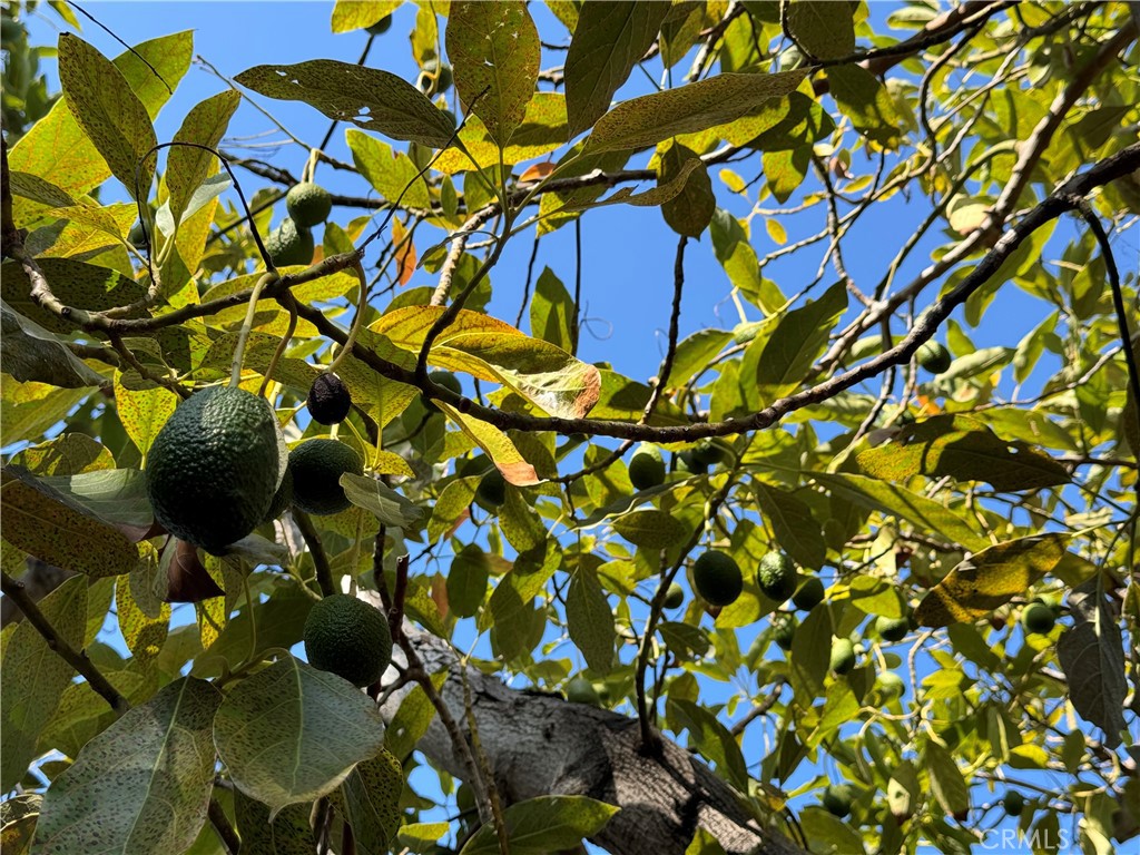 2117 Colby Avenue West Los Angeles, CA 90025 - Photo 37 of 43 a close up of a tree