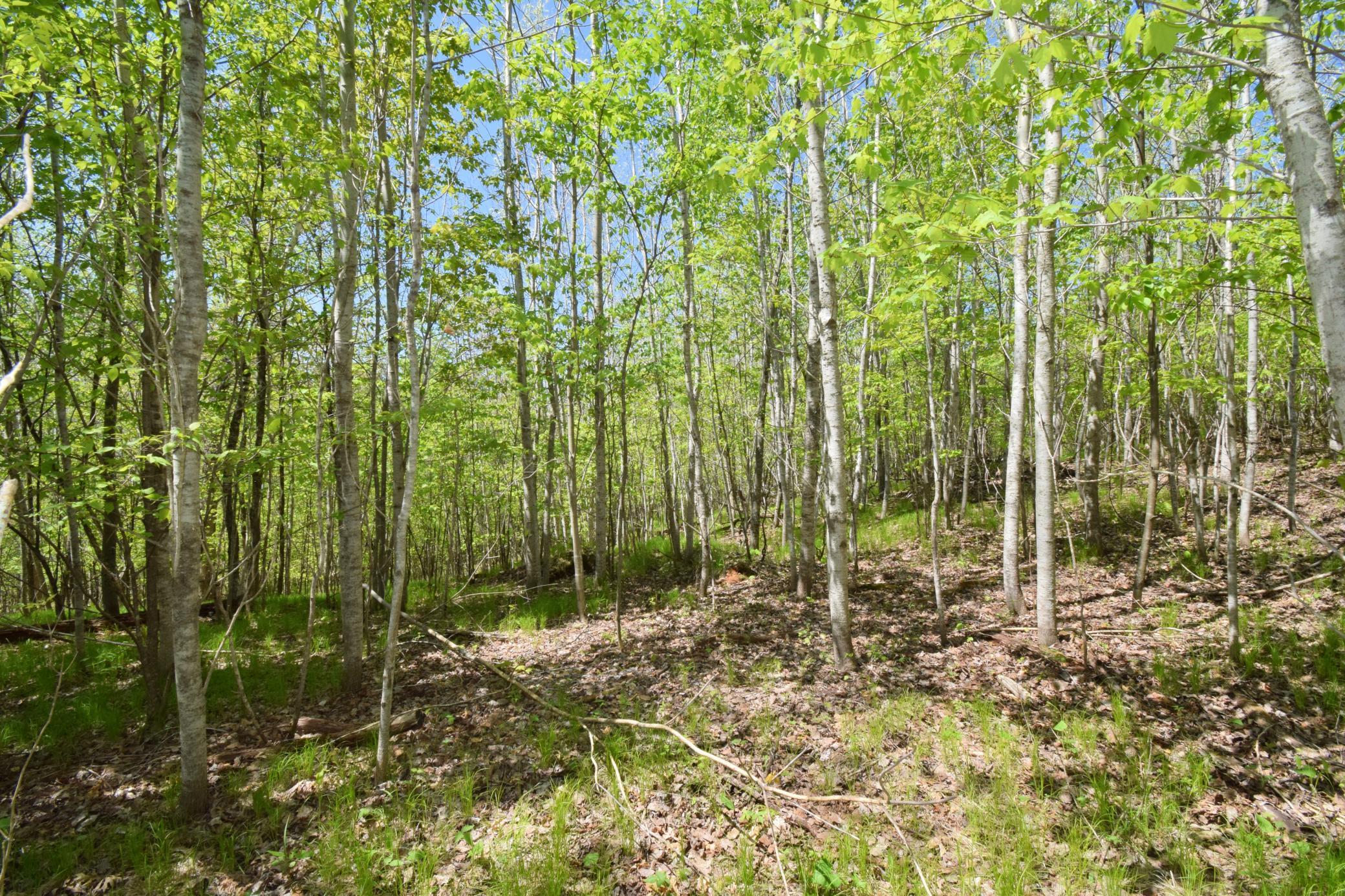 Lot 10 Fremsted Road Danbury, WI 54830 - Photo 8 of 28