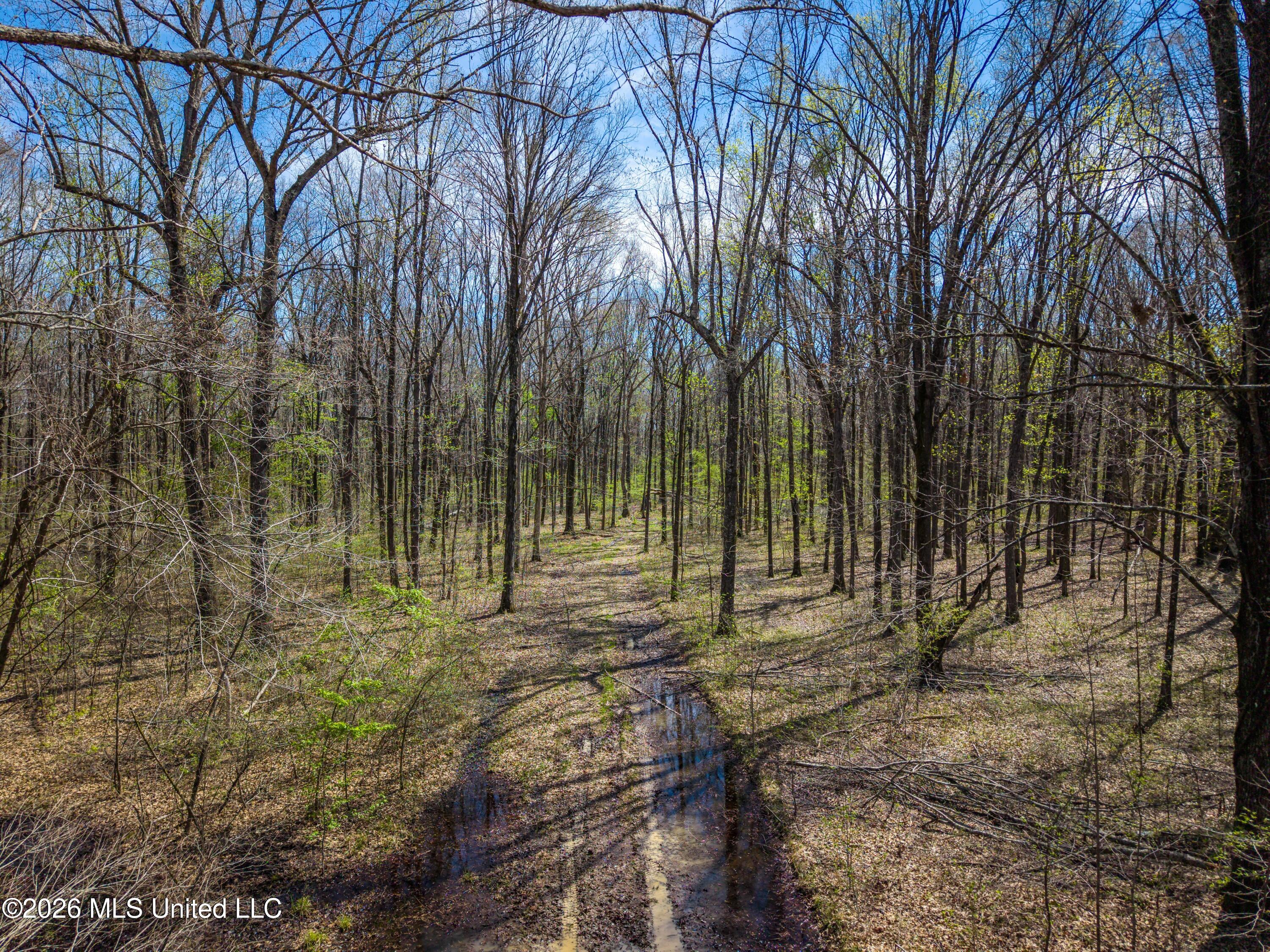Wise Bend Road Thaxton, MS 38871 - Photo 5 of 22 5