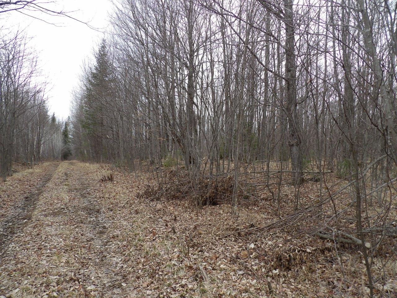 Off Wright Road, Unit 40 / ACRE Winter, WI 54896 - Photo 14 of 19 Gallery Image 14