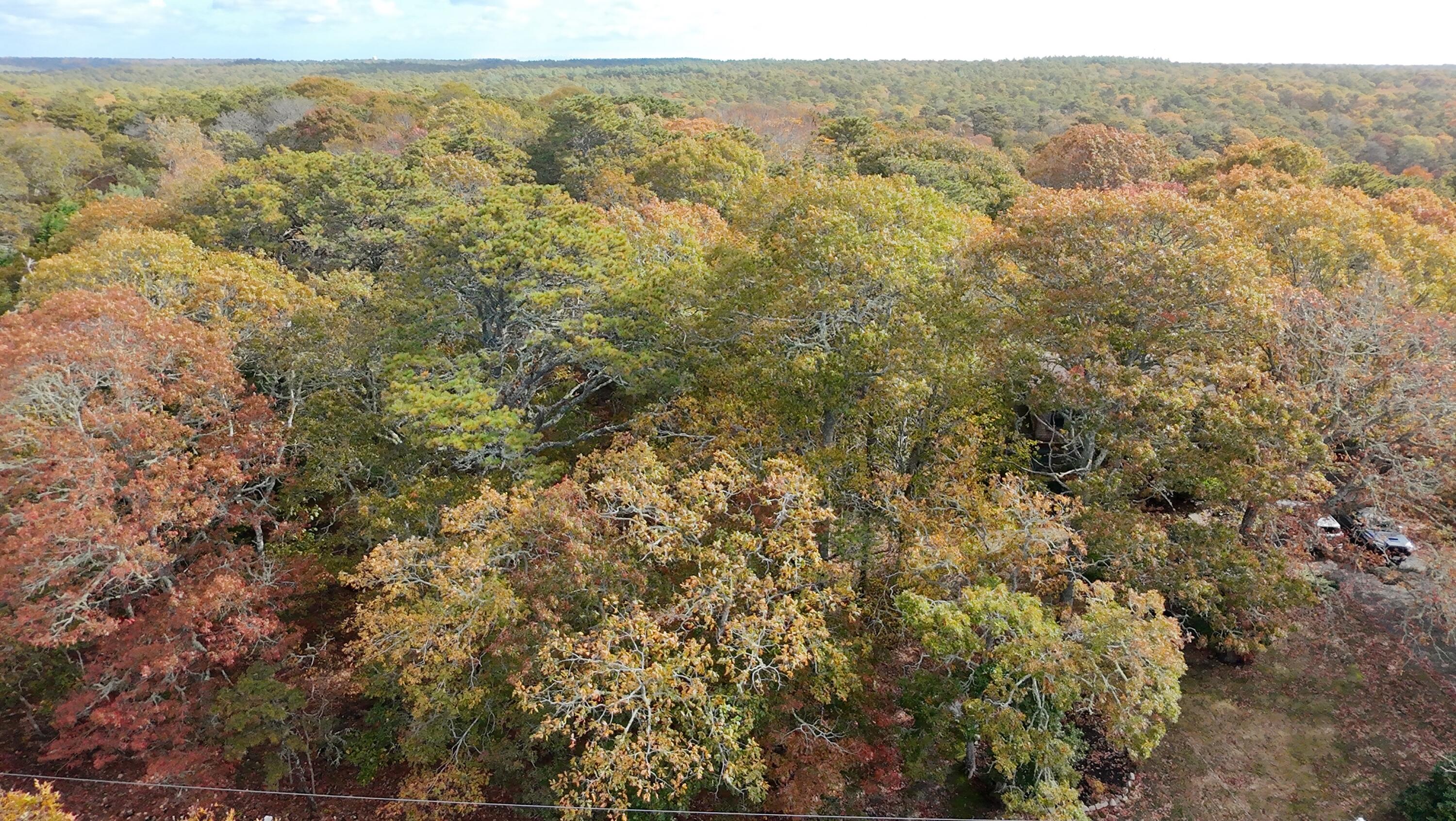 274 Commons Way Brewster, MA 02631 - Photo 31 of 32 view of a forest with an outdoor space
