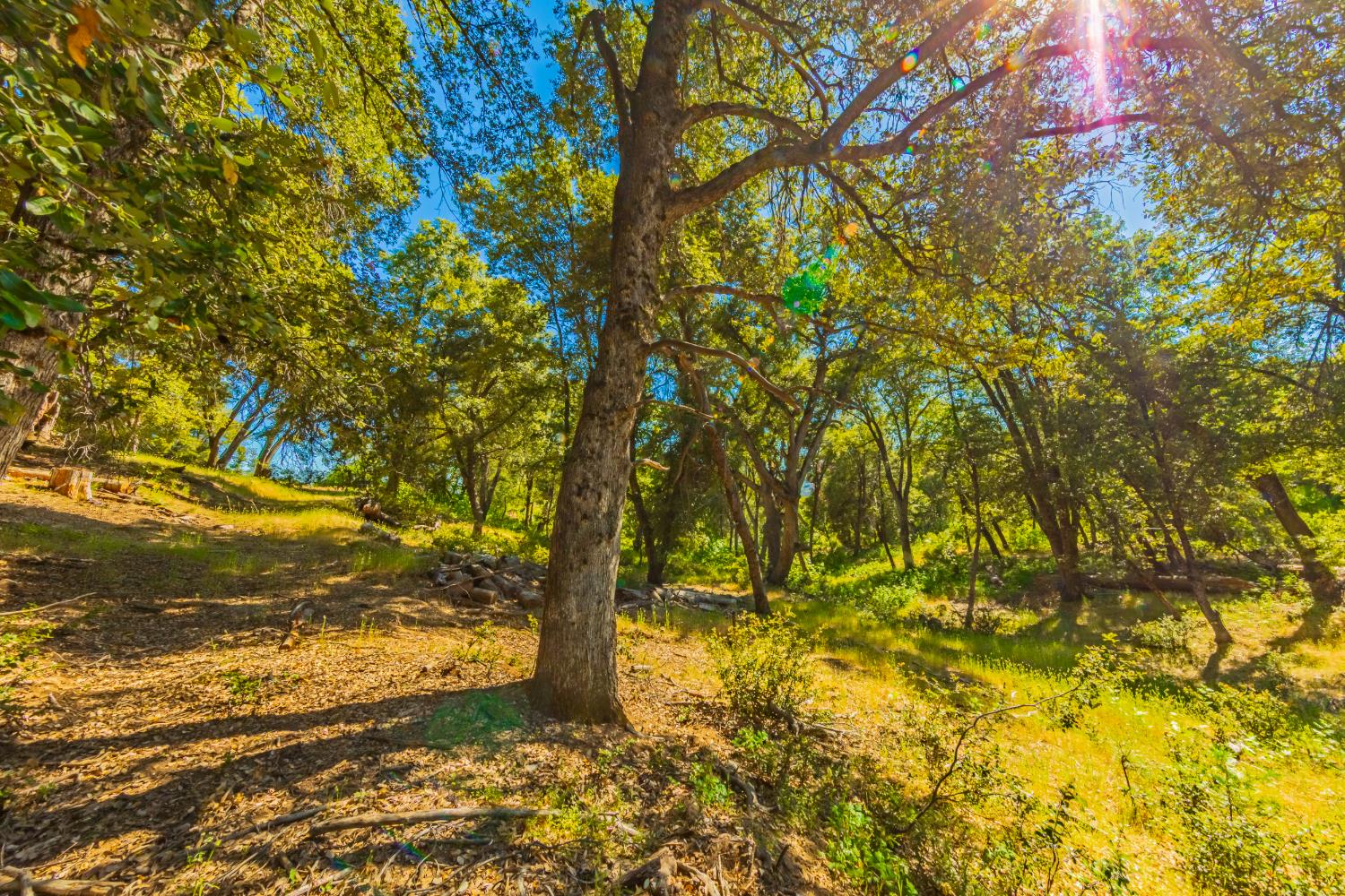 5 3 Springs Road Oakhurst, CA 93644 - Photo 6 of 22
