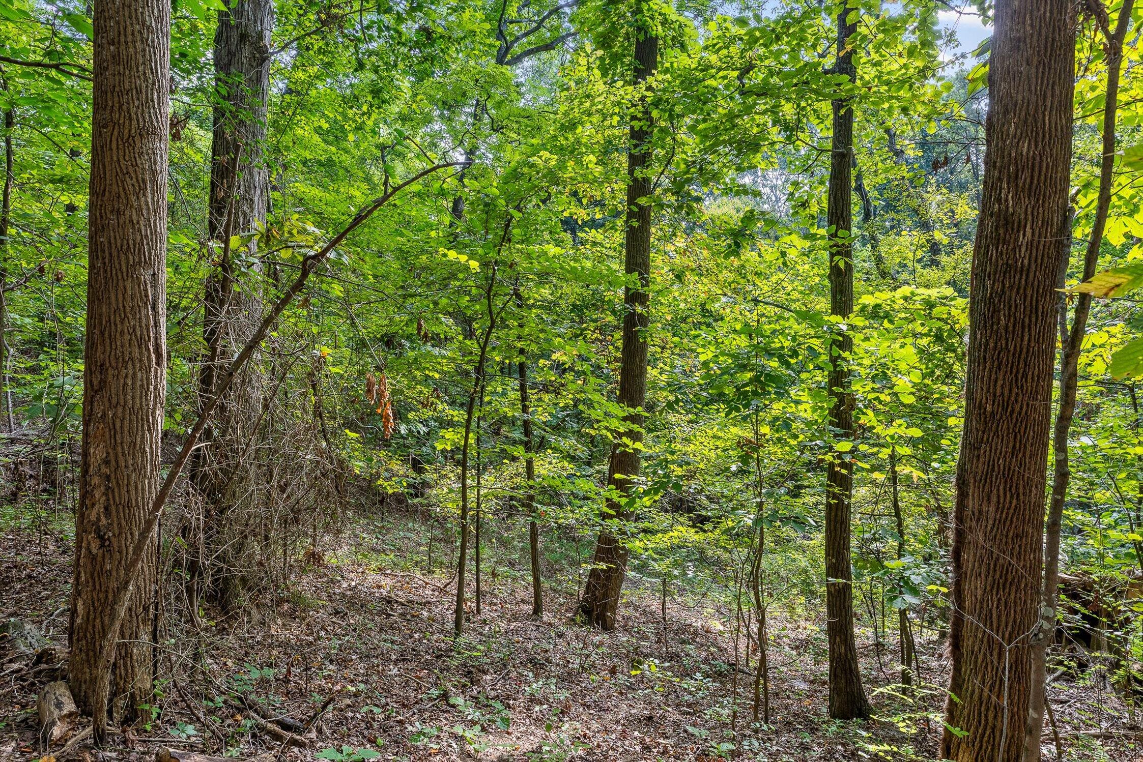 2255 Nick-A Jack Road Flintstone, GA 30725 - Photo 2 of 25 05-Nick-A-Jack-4