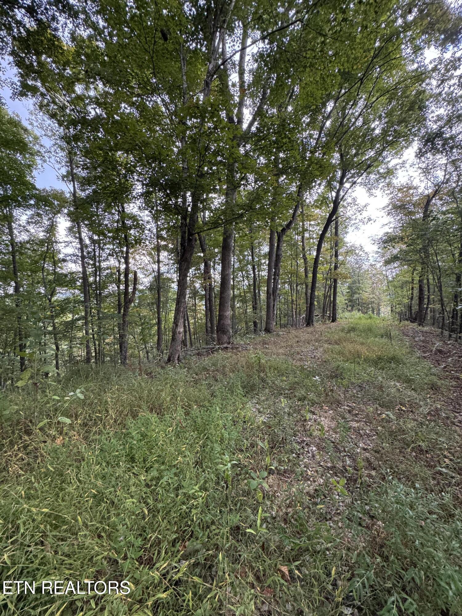 River Road Huntsville, TN 37756 - Photo 7 of 15 IMG_9675