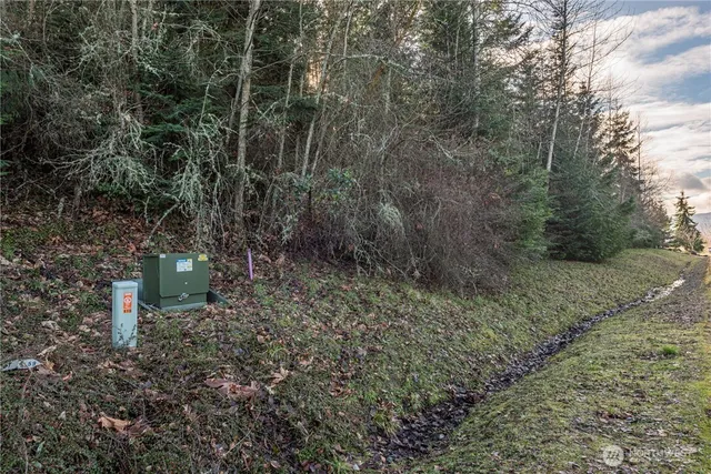 a view of a yard with large trees