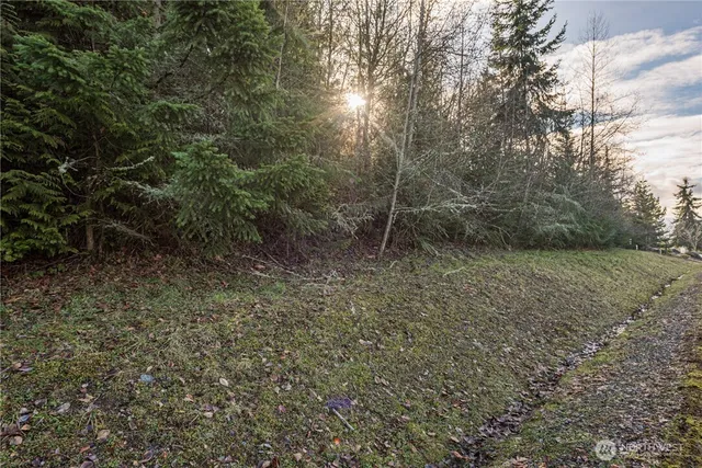 a view of a yard with plants and trees