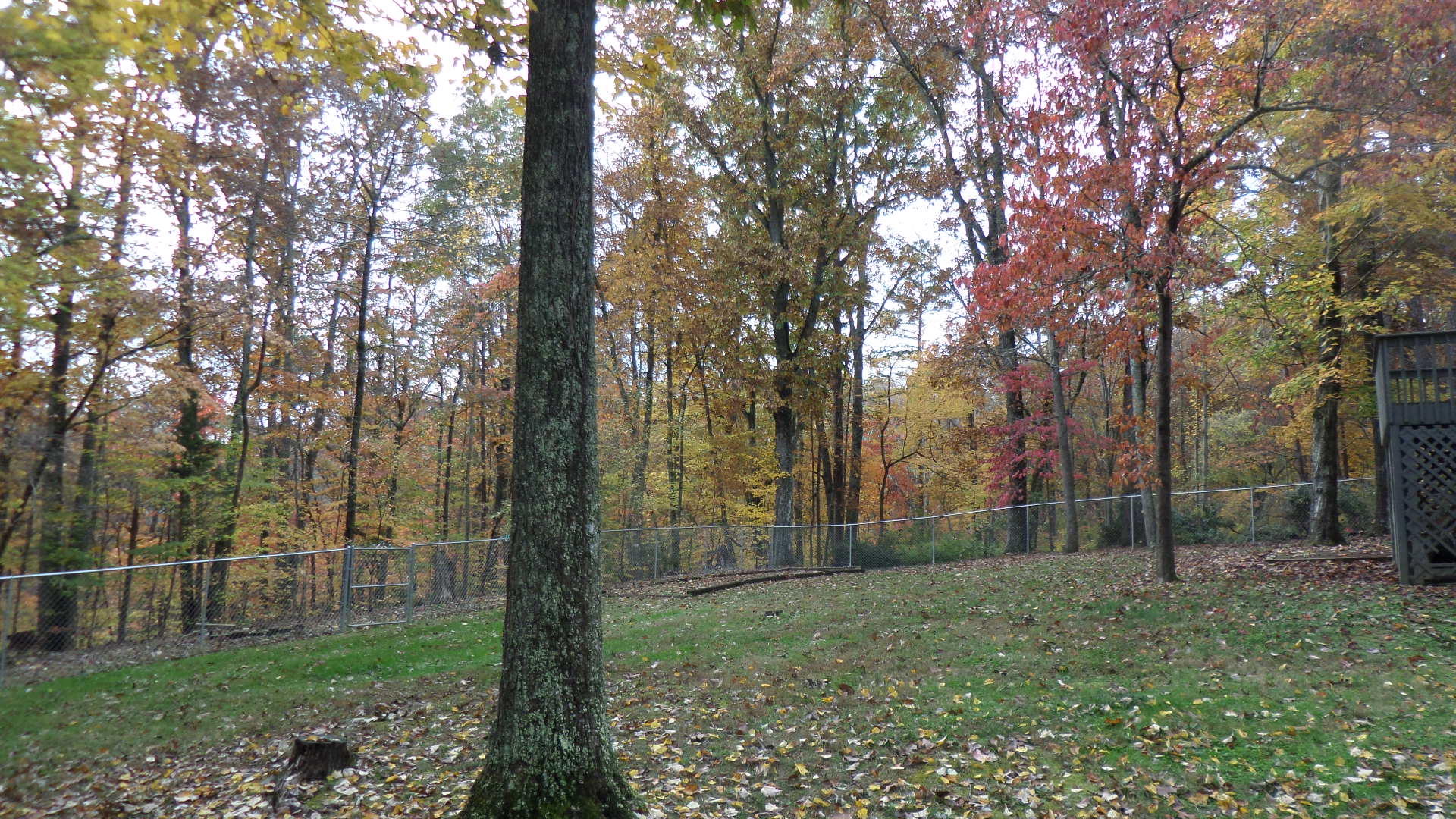 112 Wood Ridge Lane Oak Ridge, TN 37830 - Photo 6 of 37 Back Yard