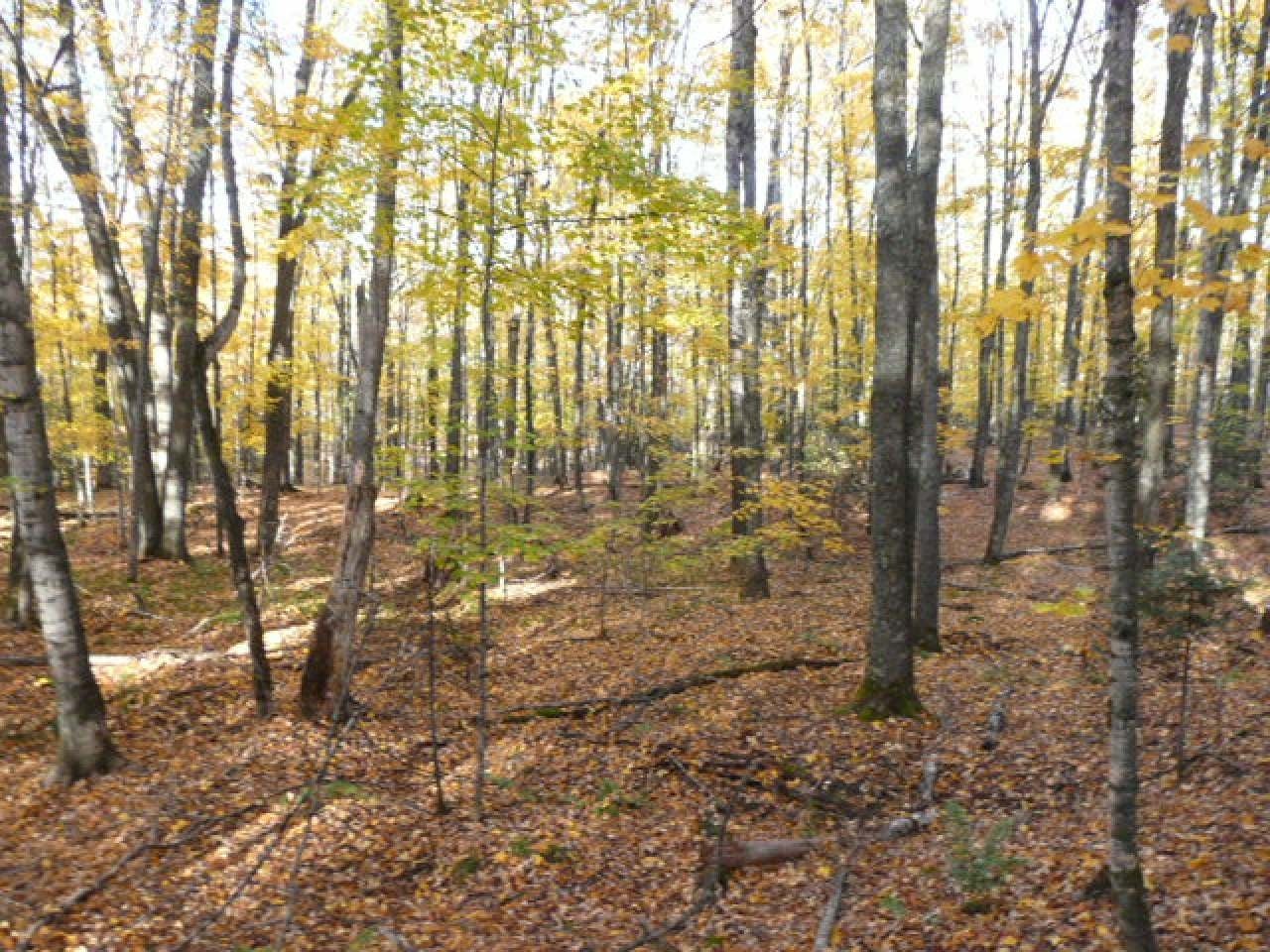 Near Twin Lake Road Conover, WI 54519 - Photo 15 of 16 Gallery Image 15