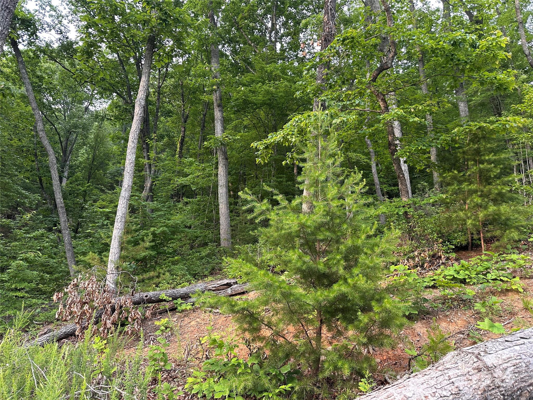 0 Golden Ridge Drive Lake Lure, NC 28746 - Photo 2 of 10 a view of a forest with trees