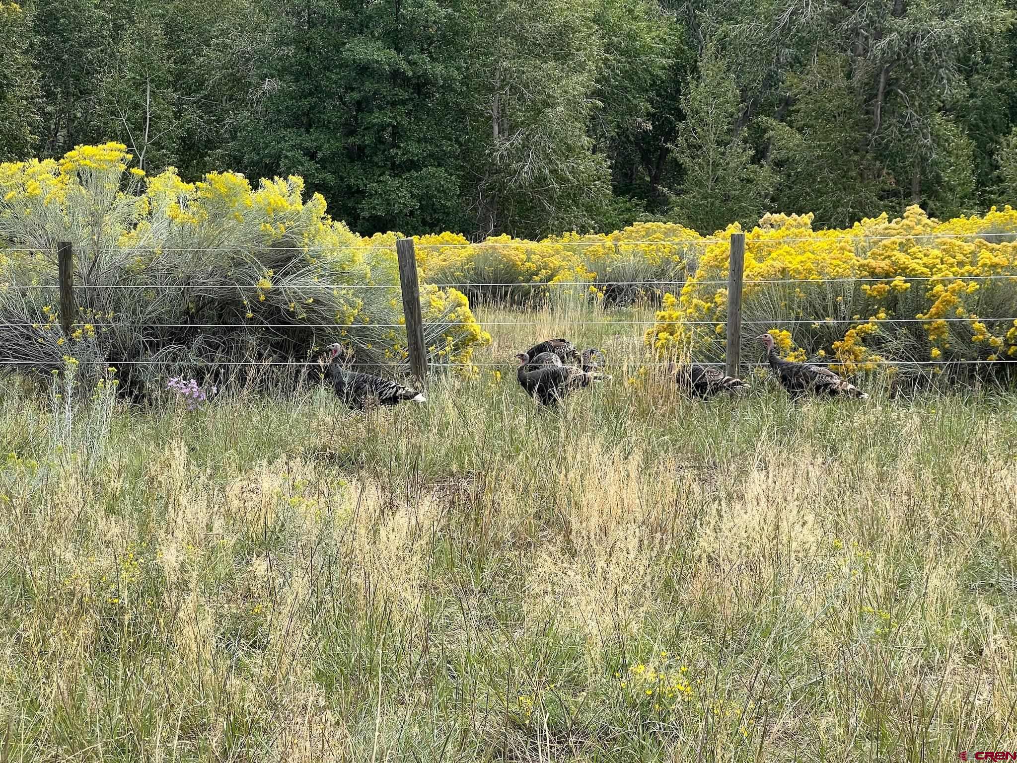 31 Turtle Lake Meadows Drive Durango, CO 81301 - Photo 12 of 27 a view of a lake view