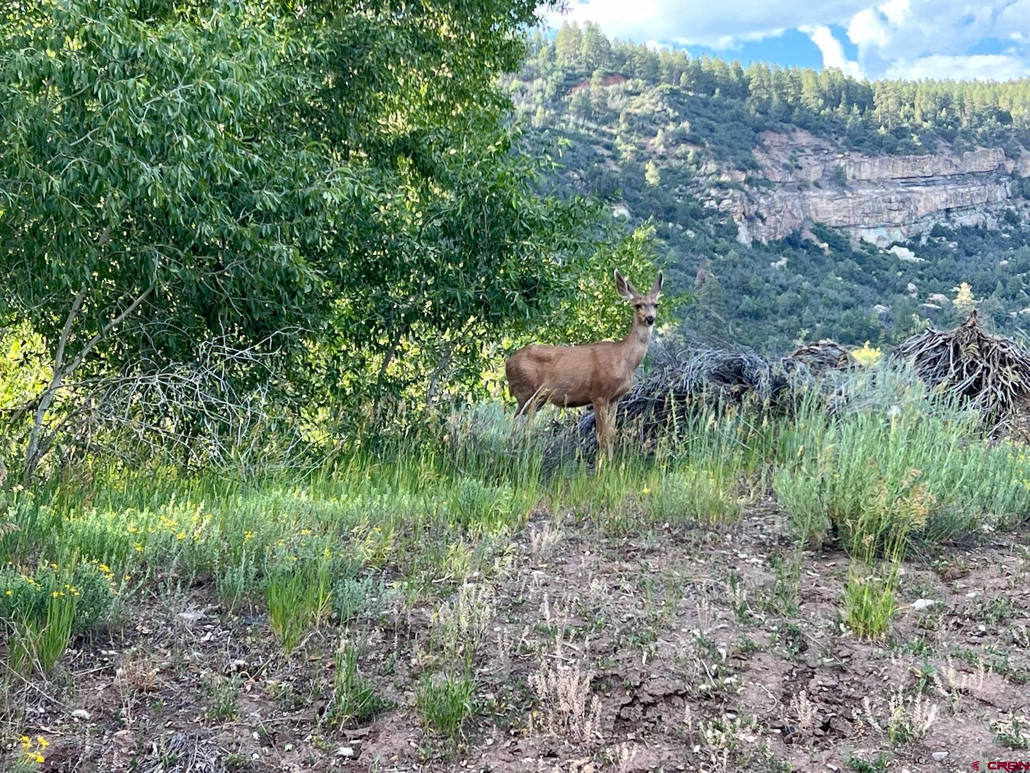 31 Turtle Lake Meadows Drive Durango, CO 81301 - Photo 17 of 27 a view of a lush green forest