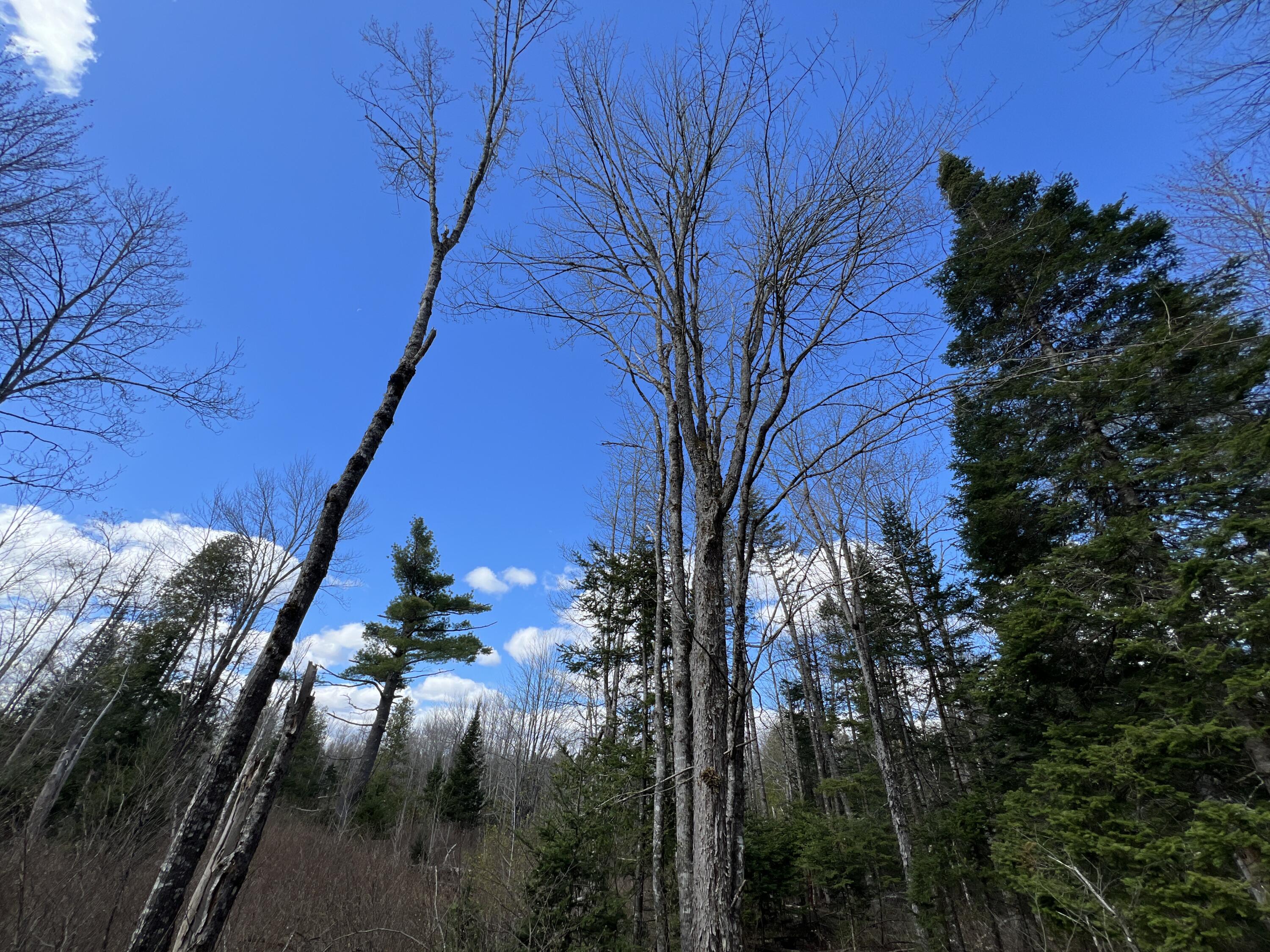 Lot 22 Schoodic Point Road Medford, ME 04463 - Photo 24 of 27 IMG_4189