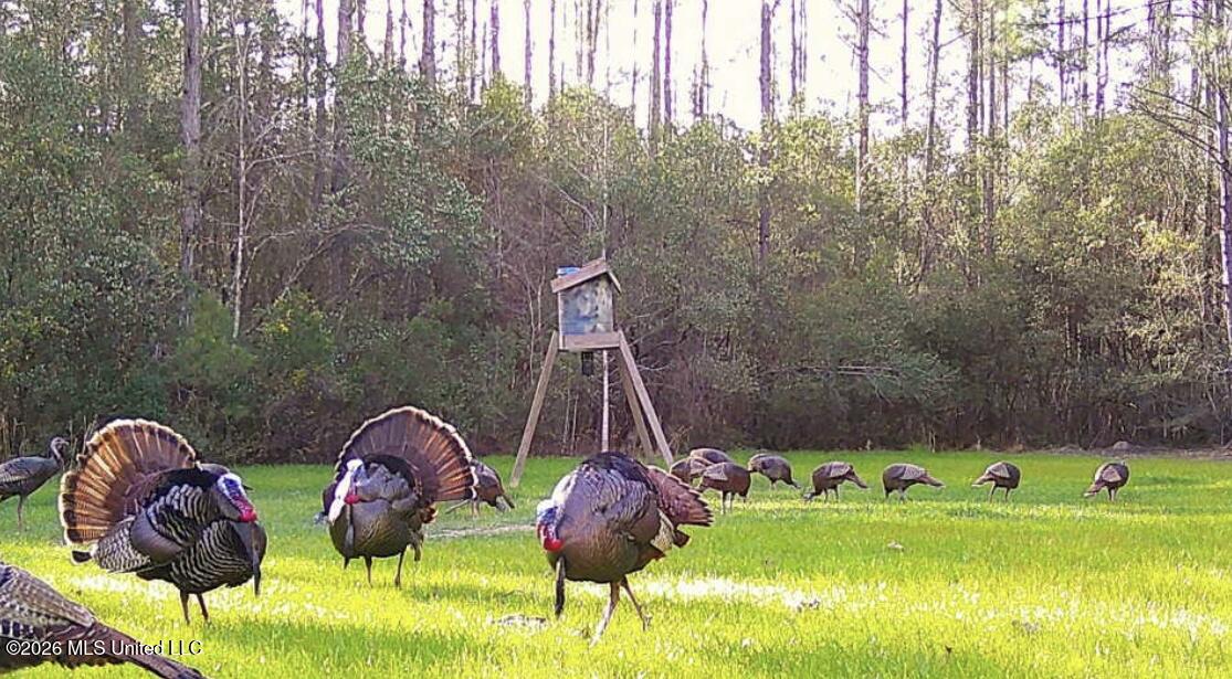 0 City Bridge Road Perkinston, MS 39573 - Photo 3 of 4 turkey pics