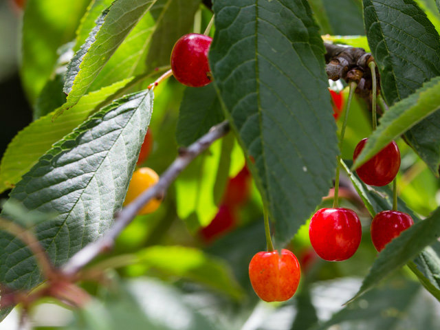 Undisclosed Address Soquel, CA 95073 - Photo 17 of 25 a view of a plant