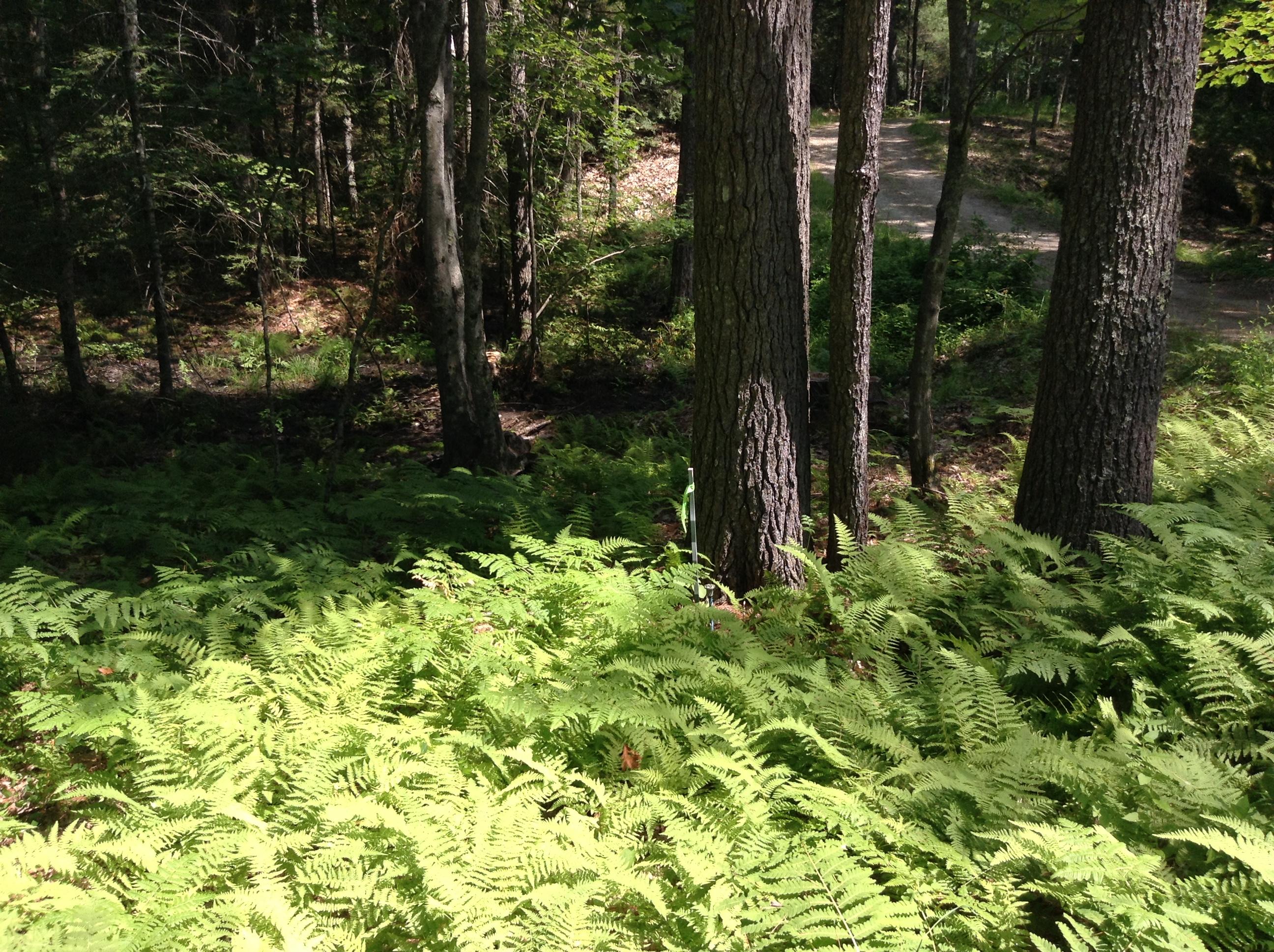 334 Old Stage Road Bath, ME 04530 - Photo 16 of 16 IMG_2188