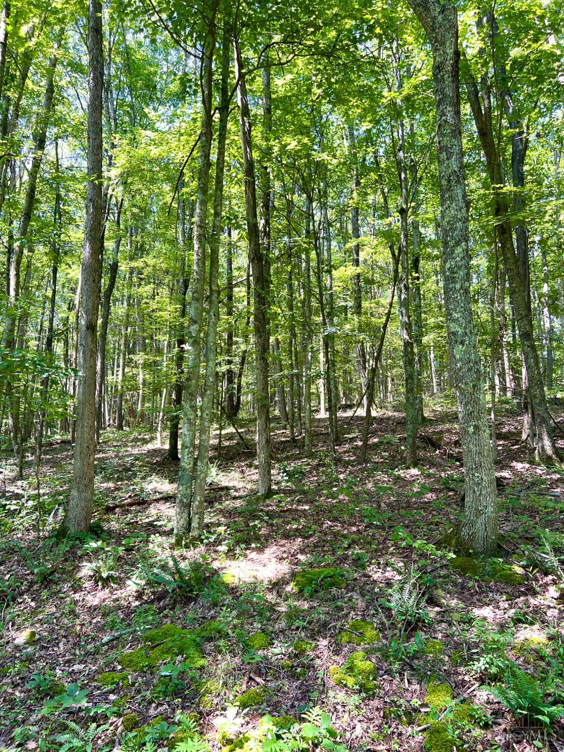 0 South Chenoweth Fork Road Piketon, OH 45661 - Photo 60 of 95