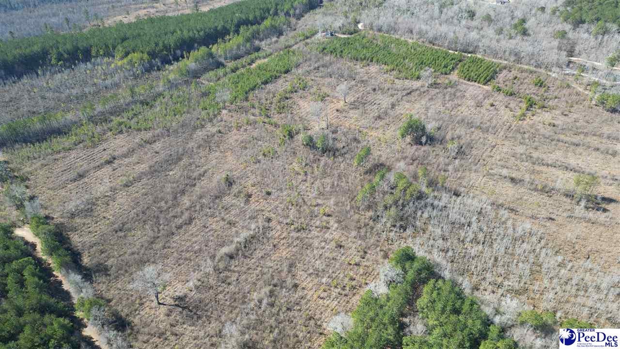 Tbd Peacock Road Marion, SC 29571 - Photo 11 of 55 Gallery Image 11