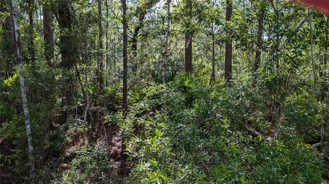 a view of a lush green forest