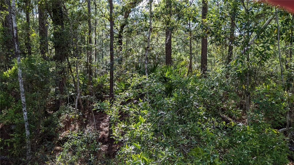 0 Northeast 108th Place Waldo, FL 32694 - Photo 3 of 6 a view of a lush green forest