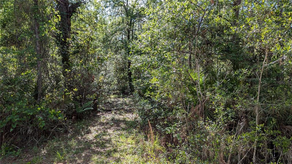 0 Northeast 108th Place Waldo, FL 32694 - Photo 4 of 6 a view of a forest with plants and trees