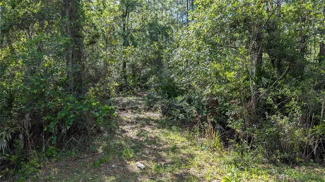 a view of a lush green forest