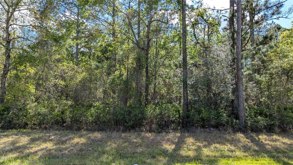 0 Northeast 108th Place Waldo, FL 32694 - Photo 6 of 6 a view of a forest with trees in the background