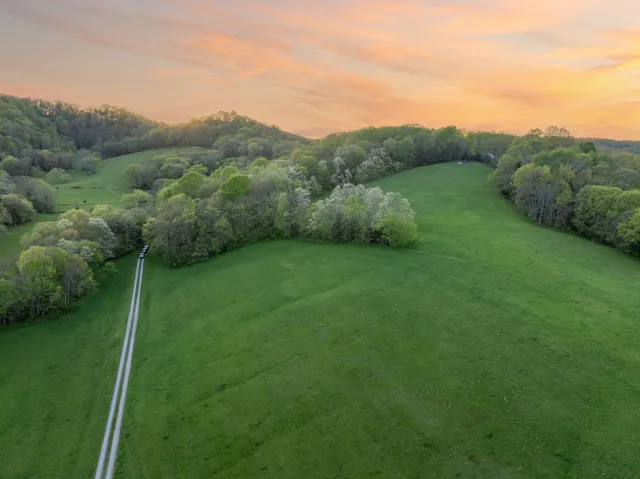 a view of a lush green forest with lots of trees