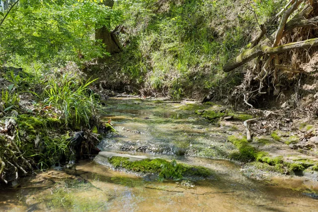 a view of a yard with plants and large trees