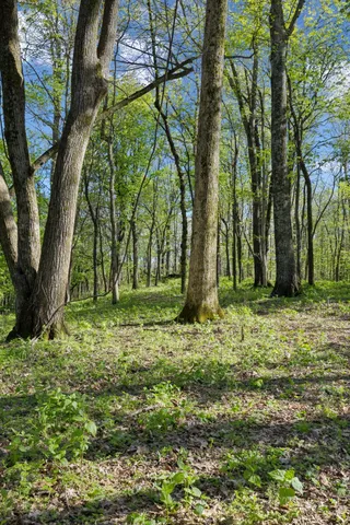 a view of a yard with a tree