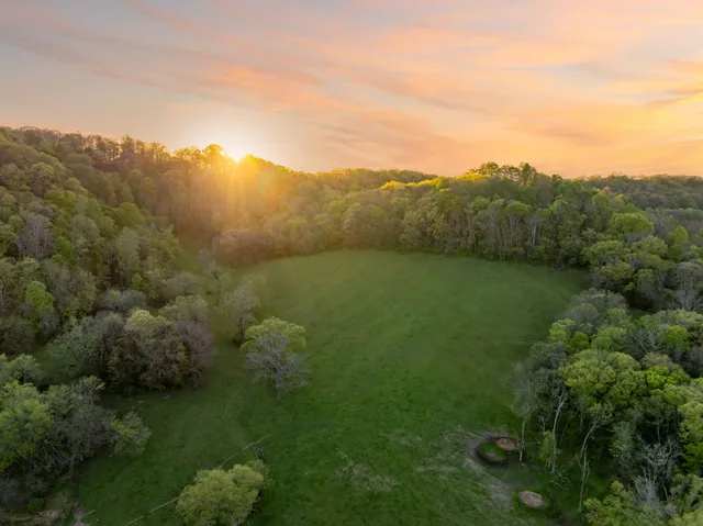 a view of a lush green forest