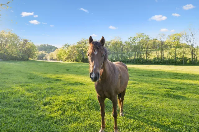 a view of outdoor space and yard